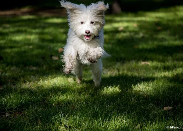 Contagio emocional entre perros y humanos: un experimento muestra cómo los canes intentan rescatar a sus dueños