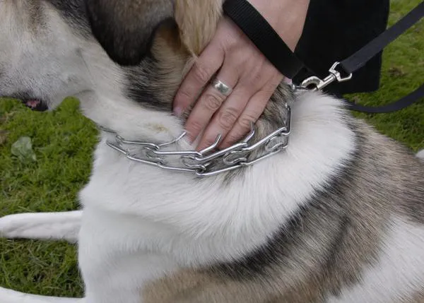 ¿Cómo reconocer -en la TV o en la vida real- a educadores caninos a los que es mejor evitar?