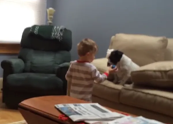 El perro que no quería perseguir pelotas y recibió un premio por ello