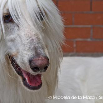 SrPerro con... muchos galgos: SOS Galgos en el Retiro