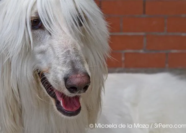 SrPerro con... muchos galgos: SOS Galgos en el Retiro