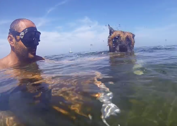 El poder del agua: una perra que apenas puede andar disfruta al 100% nadando en el mar