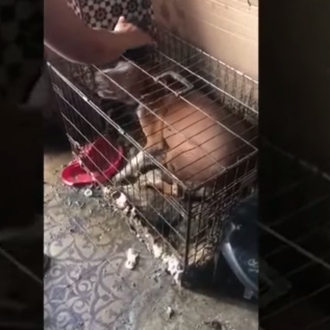 Dramático caso de Síndrome de Noe: encuentran a 5 perros …