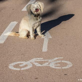 Clases gratuitas de educación canina en 13 ciudades españolas, desde …