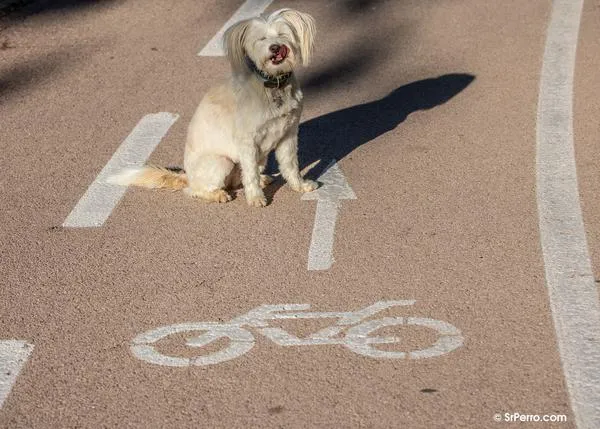 Clases gratuitas de educación canina en 13 ciudades españolas, desde A Coruña a Valencia, #enlasmejoresmanos