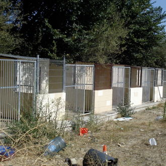 Dos detenidos por la muerte y maltrato de varios perros …