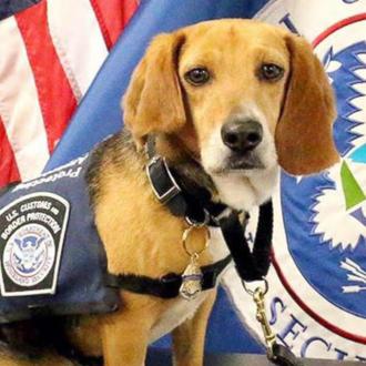 Un beagle maltratado se convierte en oficial de aduanas en …