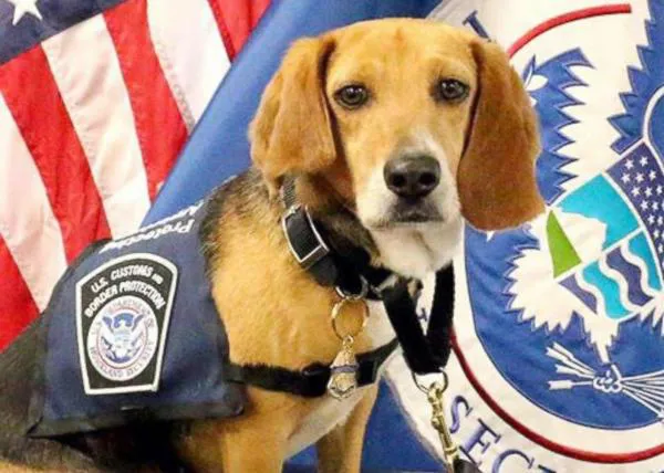 Un beagle maltratado se convierte en oficial de aduanas en un gran aeropuerto