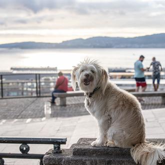 Vigo con perro: planes y pistas para disfrutar con tu …