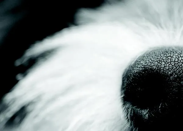 Los perros huelen en estéreo y pueden oler el pasado y el presente