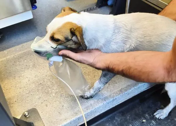 Los bomberos de Valencia salvan la vida a un perro tras un incendio: