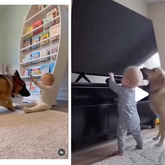 Perros que se convierten en héroes gracias a la IA …