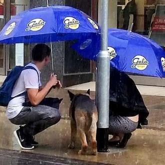 Si sabes que tendrás que dejar a tu perro atado …