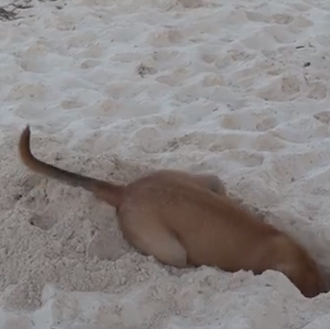 Amistades improbables pero ciertas: el perro y la cangrejo, el …