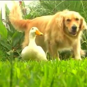 Amistades improbables pero ciertas: el perro y el pato