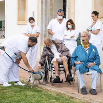 Una nueva guía veterinaria facilita el proceso por el que …