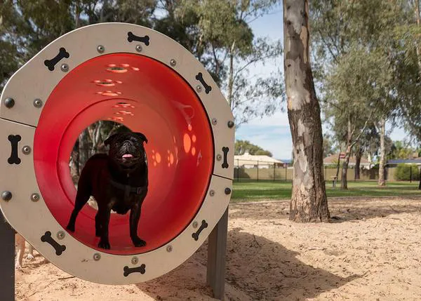 Un parque canino ofrece consejos didácticos y visuales para humanos: las señales de calma en acción