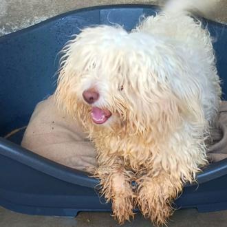 El perro que llegó en patera a Santa Eulària procedente …