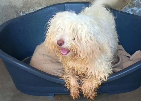 El perro que llegó en patera a Santa Eulària procedente de Argelia no será sacrificado, sigue a cargo del Ayuntamiento