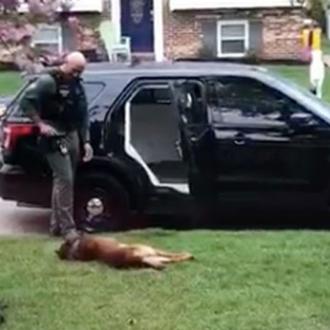 El zampable perro policía que no quería ir a trabajar …