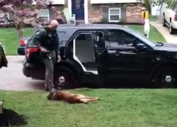 El zampable perro policía que no quería ir a trabajar (sin que le rascaran la barriga antes)