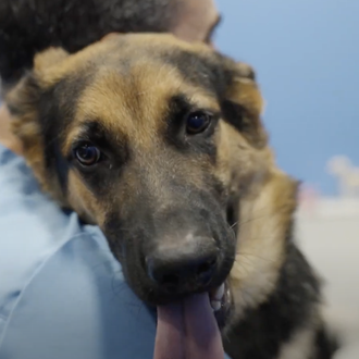 Hasta un 40% de perros menores de cuatro años tiene …