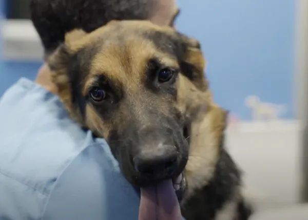 Hasta un 40% de perros menores de cuatro años tiene osteoartritis: el diagnóstico precoz es crucial