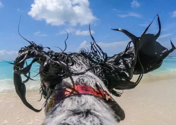 La vida perra de un can que disfruta corriendo por playas espectaculares y nadando ¡con su mejor amigo delfín!
