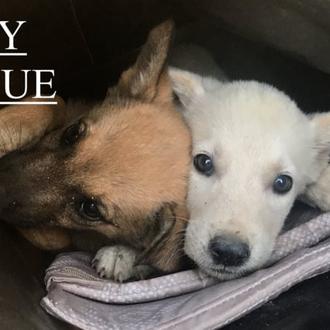 Dos ciclistas aventureros interrumpen un viaje en Tajikistan para rescatar …