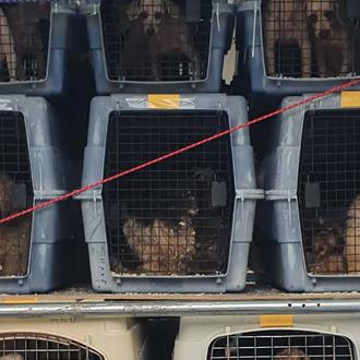 Más de 300 perros resctados de un criadero en Asturias …