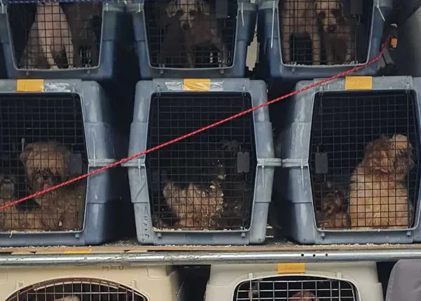 Más de 300 perros resctados de un criadero en Asturias, de un criadero de multitud de razas mini que estaba a la vista de todos