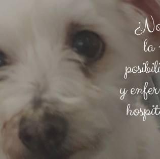 Recogen firmas para poder visitar con perros a niños y …