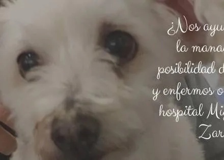 Recogen firmas para poder visitar con perros a niños y enfermos oncológicos en el Hospital Miguel Servet de Zaragoza 