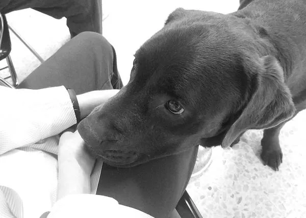 Las Intervenciones Asistidas con Animales y su eficacia en la prevención del suicidio