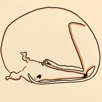 Las zampables trufas, largas patas y barrigas rascables de Galgos …