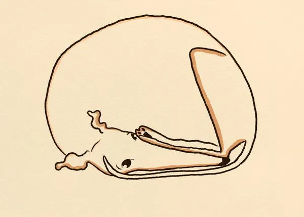 Las zampables trufas, largas patas y barrigas rascables de Galgos y Whippets y otros lebreles en Noodle Dog Things