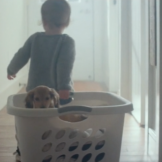 Amores perros: vídeos que celebrán el vínculo con los canes …