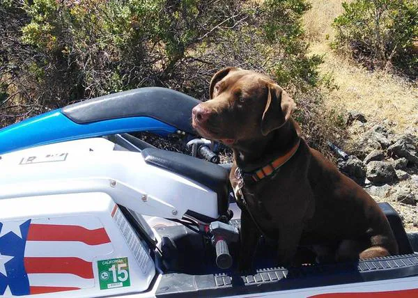El olfato de los perros es un aliado clave contra las temibles plagas de mejillón cebra