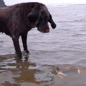 Amistades improbables y a veces imposibles: El perro y el …