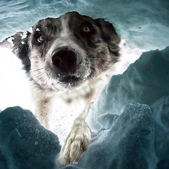 ¿Te gusta retratar perros? Un concurso internacional de fotografía canina …