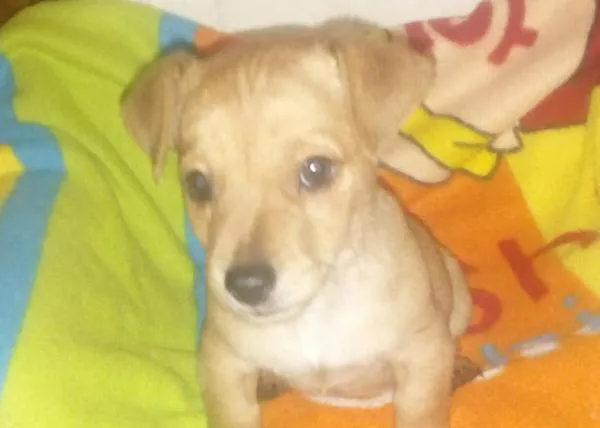 ¿Por qué es importante esterilizar? ¿Por qué es clave penar el abandono de perros? 