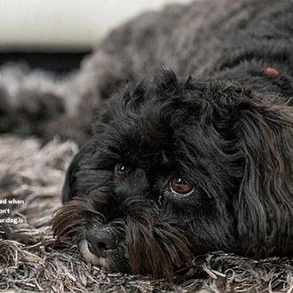 Campaña de la RSPCA para concienciar sobre la ansiedad por …