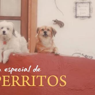 Perros (y también gatos) captados con belleza y ternura en …