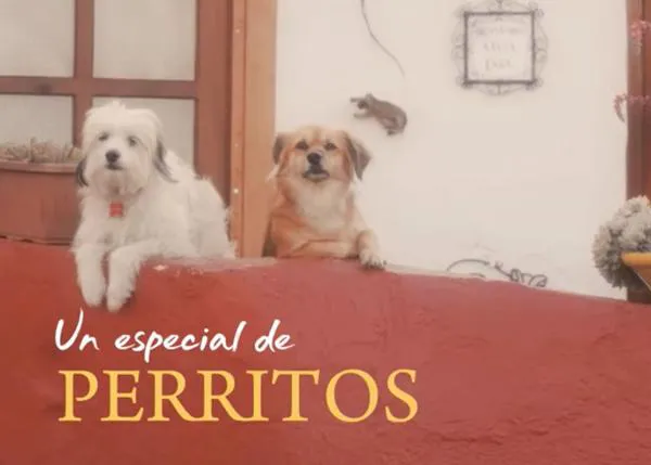 Perros (y también gatos) captados con belleza y ternura en los vídeos de Marcos Yañez, Yeti Projects