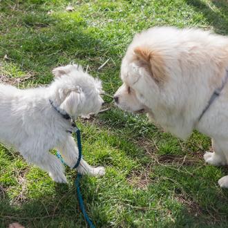 Caída del pelo en perros: la alimentación también importa
