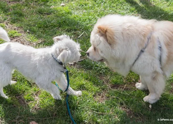 Caída del pelo en perros: la alimentación también importa