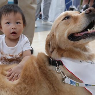Perros de Terapia combaten el estrés de los viajeros en …