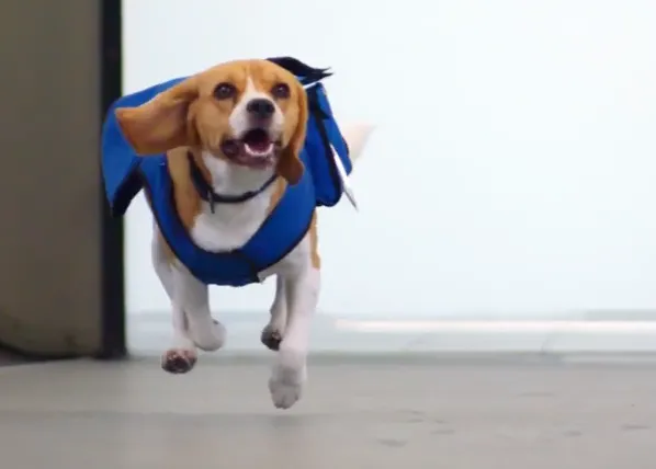El perro que encuentra los objetos perdidos, ¡maravillosa idea, maravilloso anuncio!