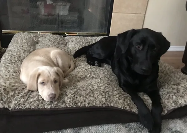 El ataque de felicidad de una perra al conocer a la cachorrota que va a formar parte de su familia