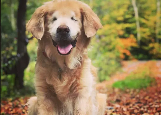 La despedida de Smiley, el perro ciego y sonriente que supo transmitir felicidad y calma a medio mundo